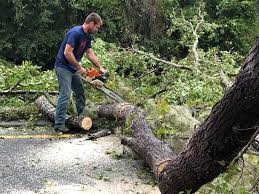 Best Tree Trimming and Pruning  in Bridgeport, MI