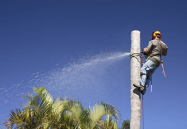 Best Weed Control  in Bridgeport, MI