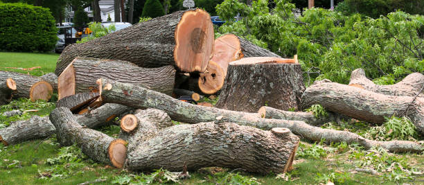 Best Arborist Consultation Services  in Bridgeport, MI