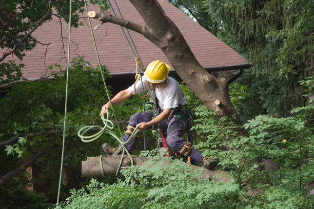 Best Tree Maintenance Programs  in Bridgeport, MI